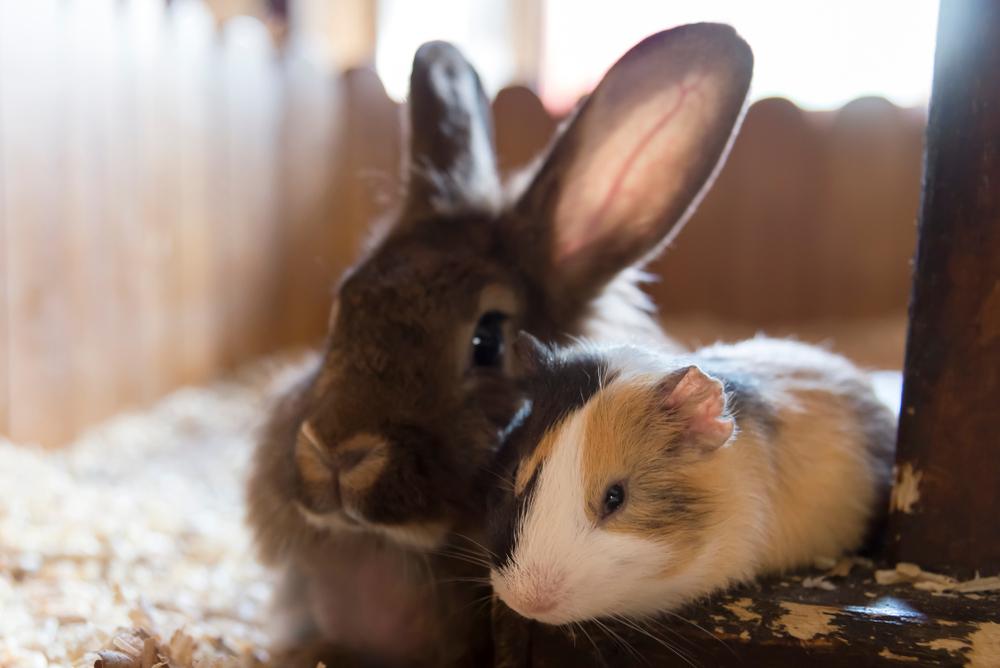 Guinea pig deals x rabbit