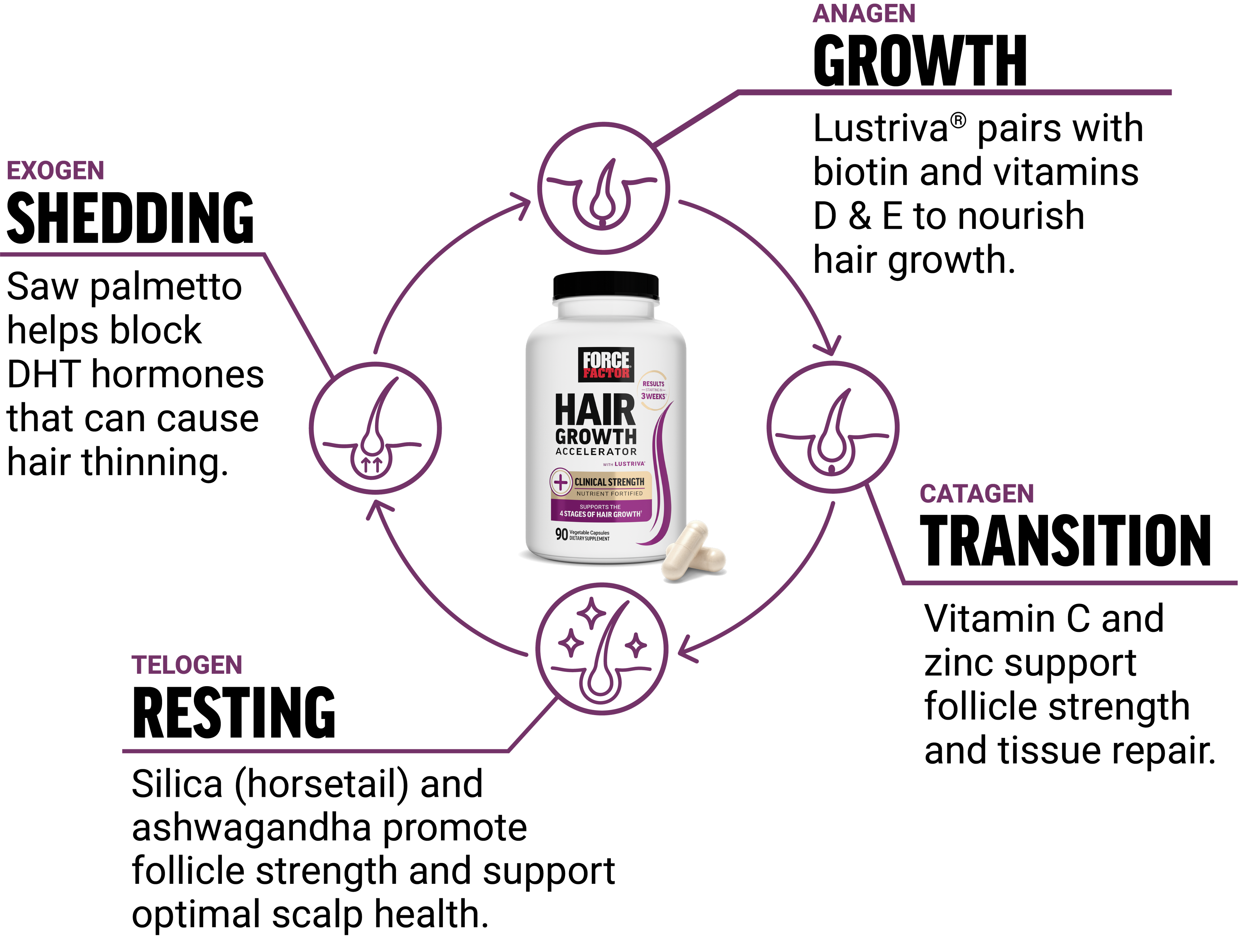 Displays the hair growth cycle. Starting at anagen growth state, lustriva, biotin, and vitamin D nurture and nourish hair growth. At the catagen transition stage, zinc helps maintain a healthy scalp and thriving hair follicles. At the telogen resting stage, slice and ashwagandha work together to strengthen hair and reduce stress-related hair loss. The last stage Exogenous shedding stage, saw palmetto supports healthy DHT balance, helping to minimize hair shedding and promote healthier regrowth