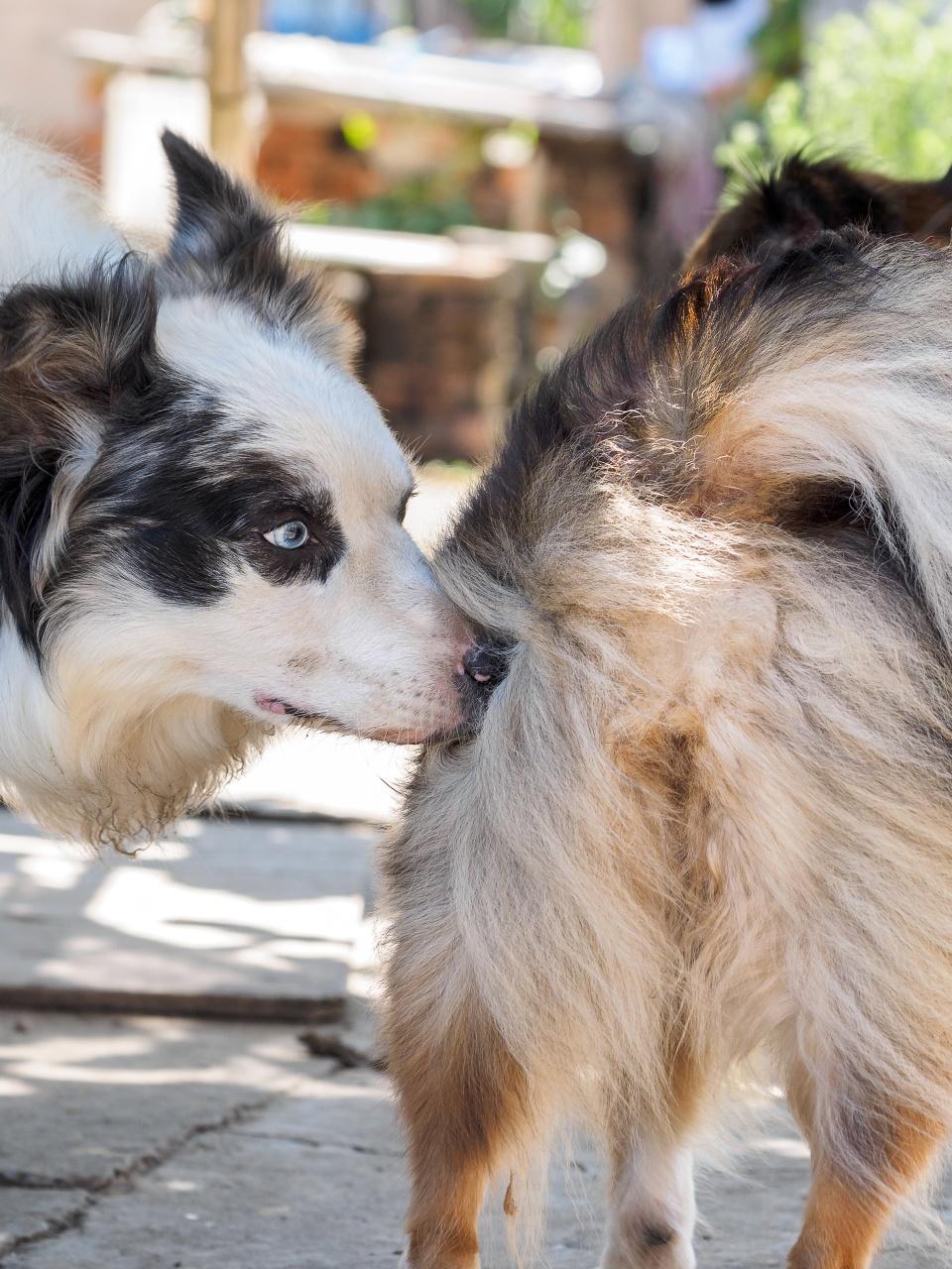 A blue-eyed dog curiously sniffs another fluffy dog’s rear during an outdoor greeting.