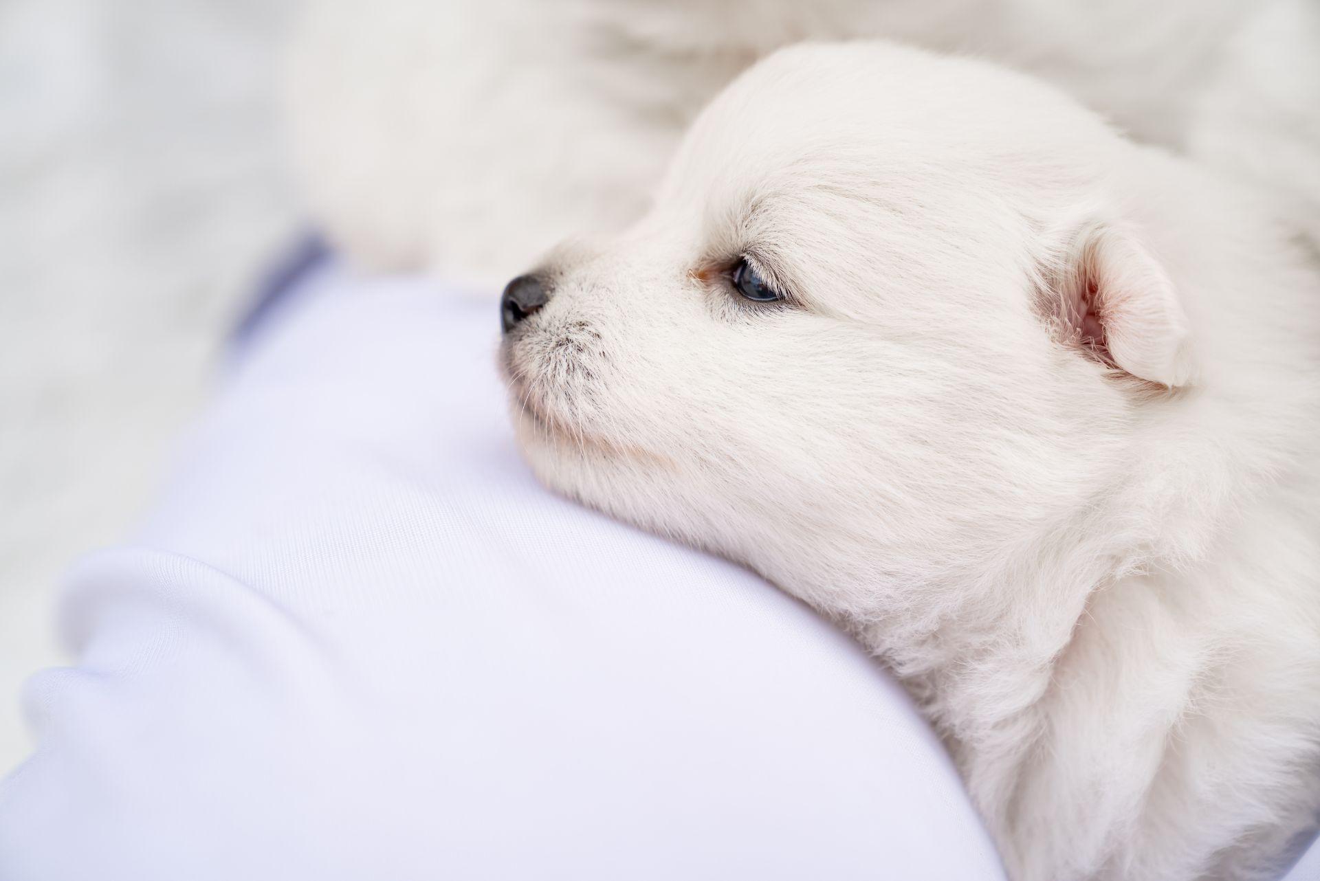 Japanese Spitz puppy on man's shoulder