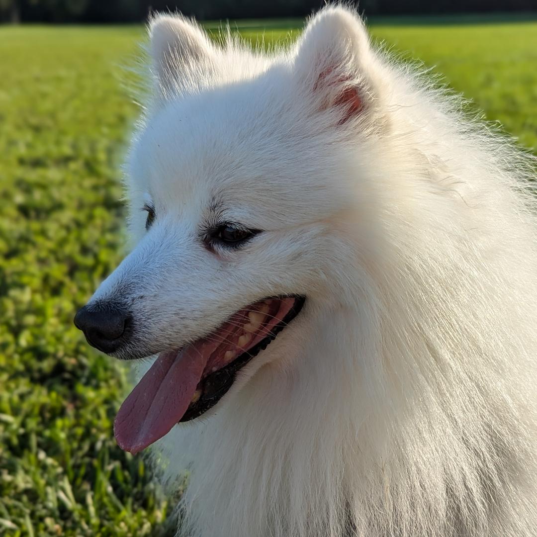 Photo of Samson's Arctic Hercules, a Japanese Spitz dog. Courtesy of Michelle Jackson.
