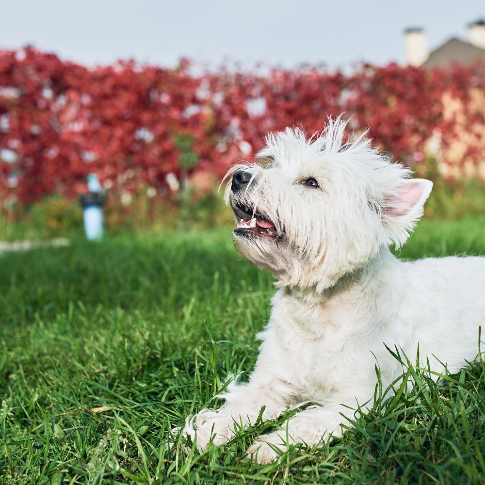 West Highland White Terrier Dog