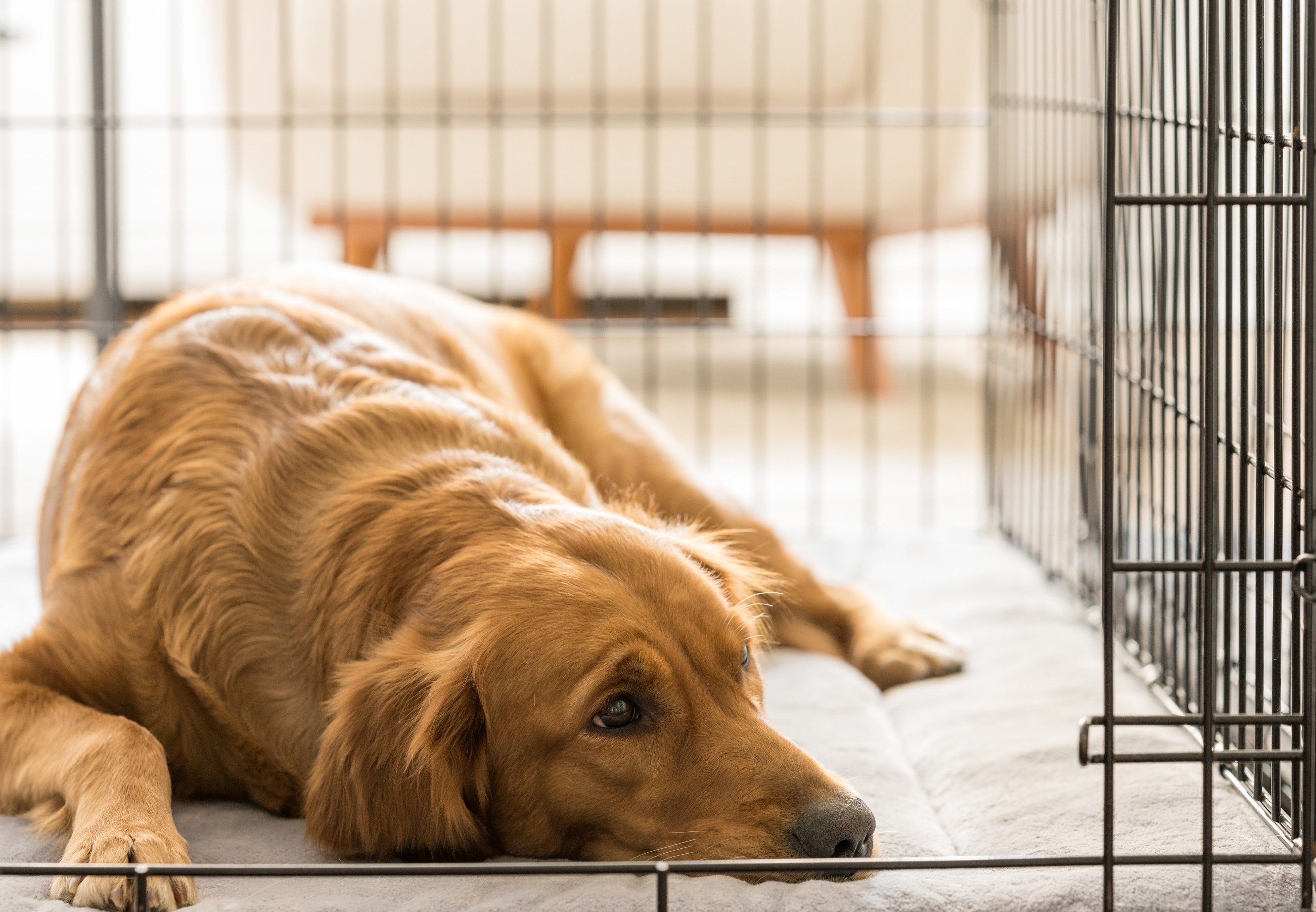 The 7 Benefits Of A Dog Crate