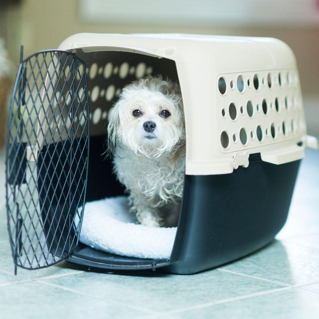 Little white dog in a pet carrier