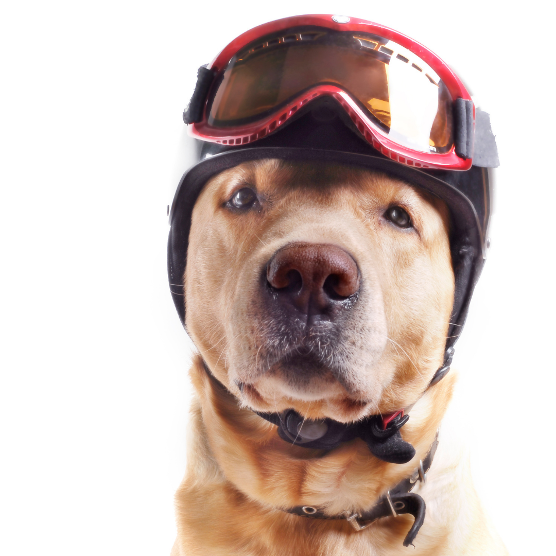 Close up of dog wearing hiking goggles