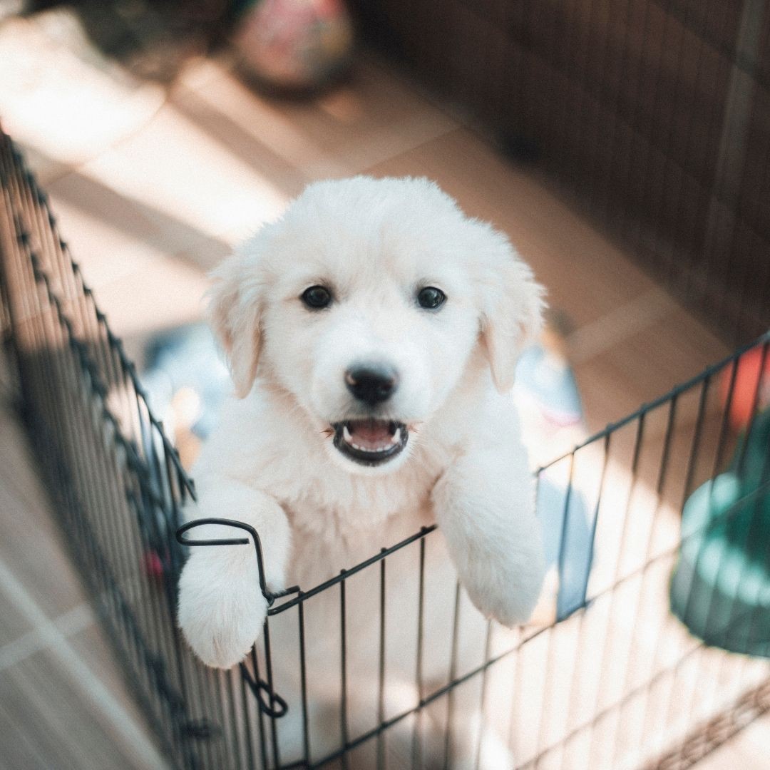 White puppy standing by the edge of a crate