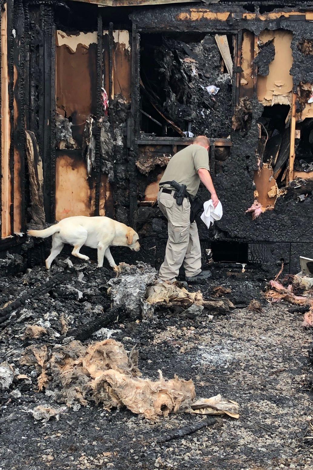 k9 harry at a fire scene