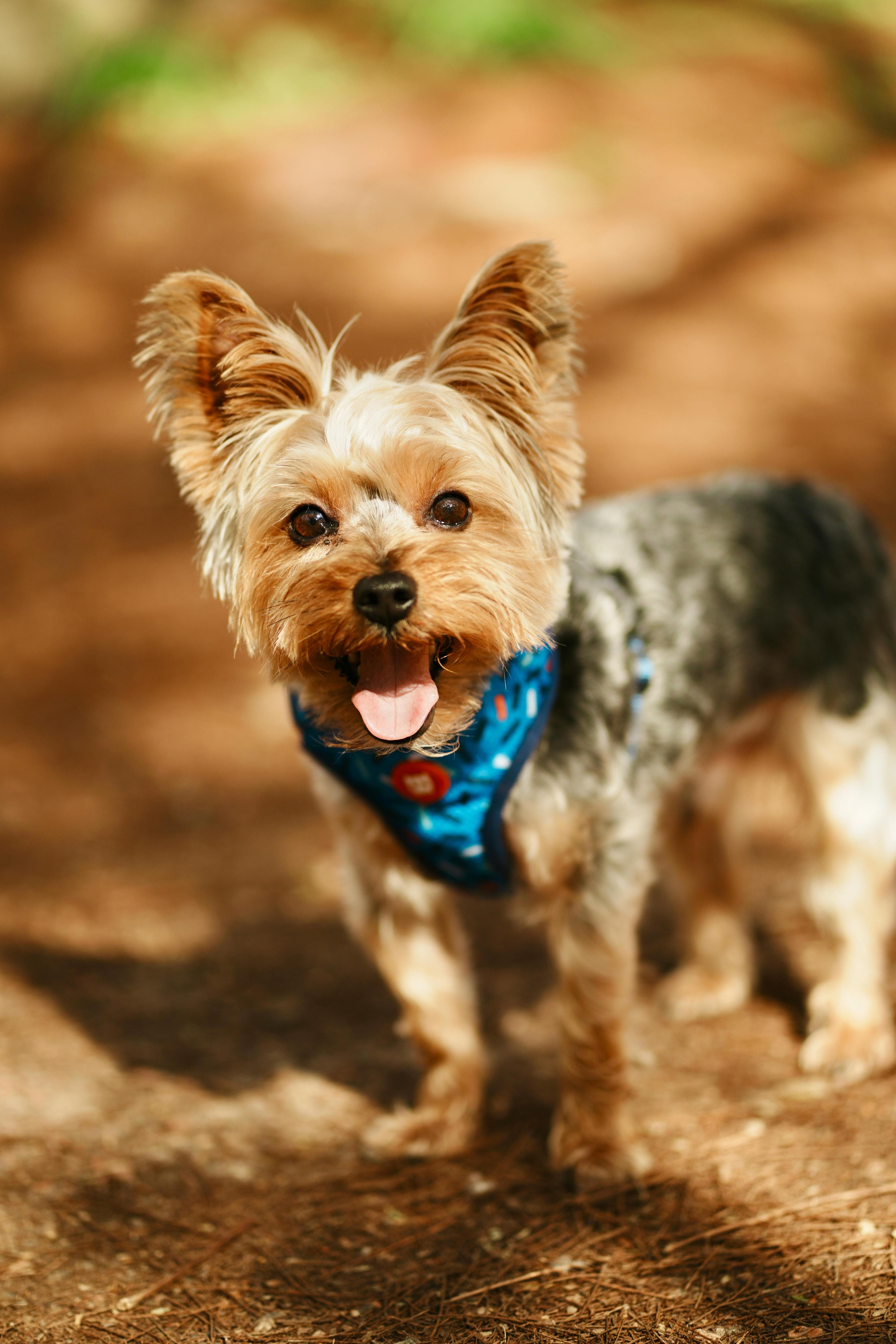 Yorkshire Terrier Puppy