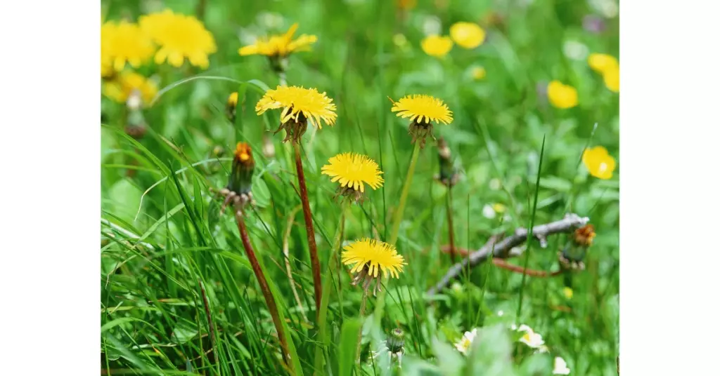 dandelion-1024x536-1