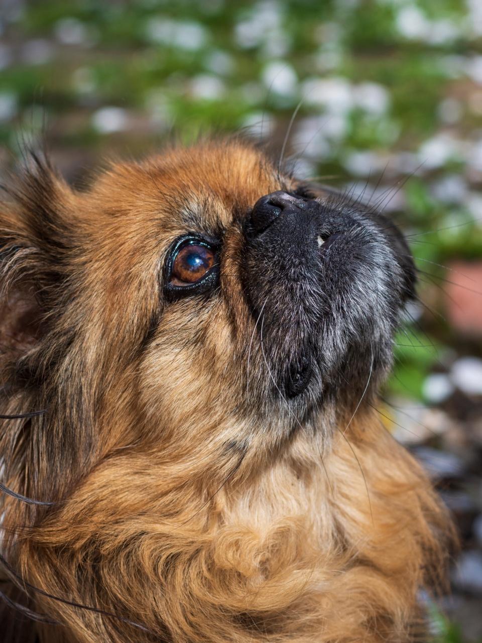 Pekingese dog
