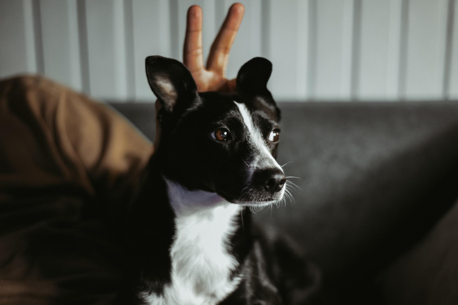 A dog without a breed, A mongrel in the arms of the owner of the house. The dog sits on the owner's lap and relaxes