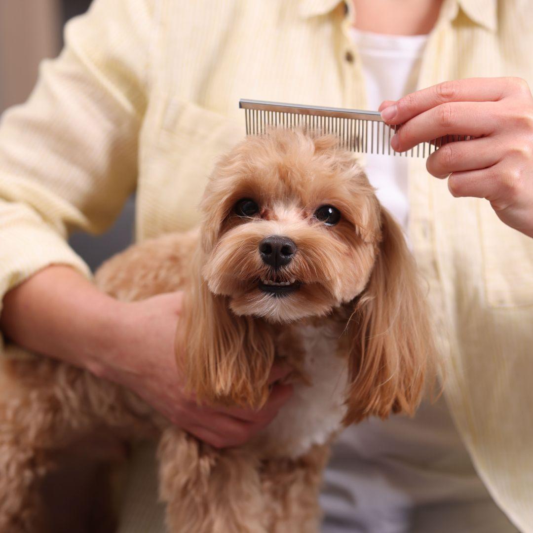 Woman Brushing Cute Maltipoo Dog at Home,