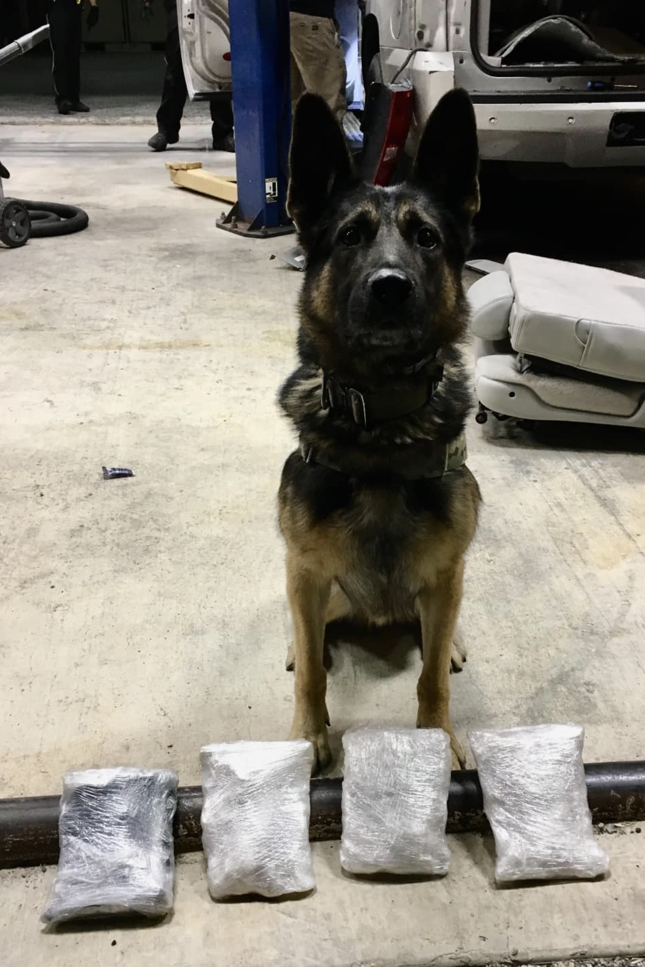 k9 zane 303 finding narcotics