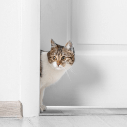 why do cats not like doors that are open