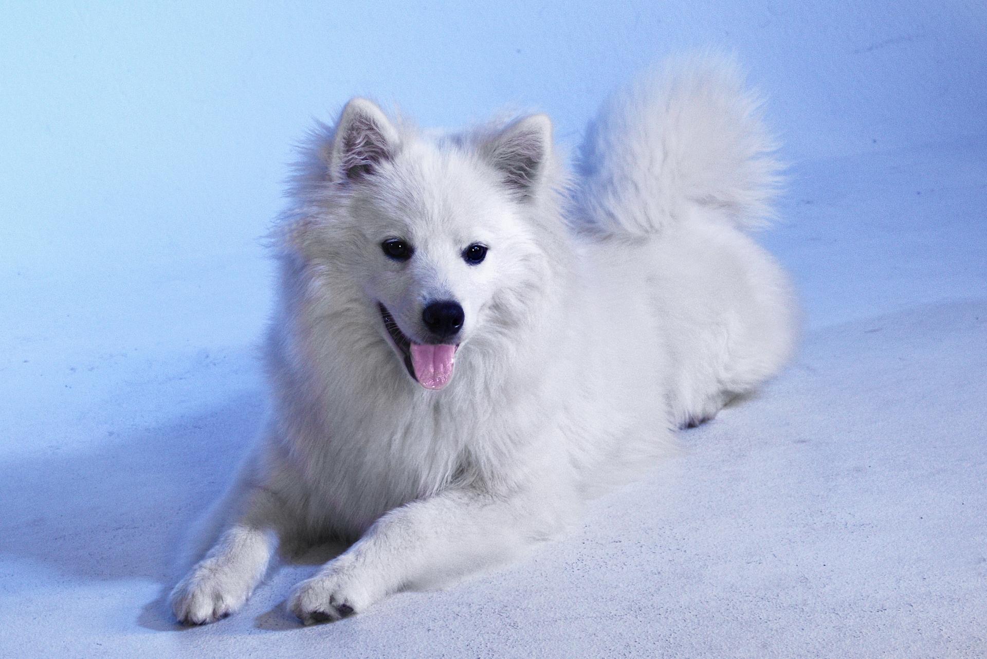 American Eskimo Dog