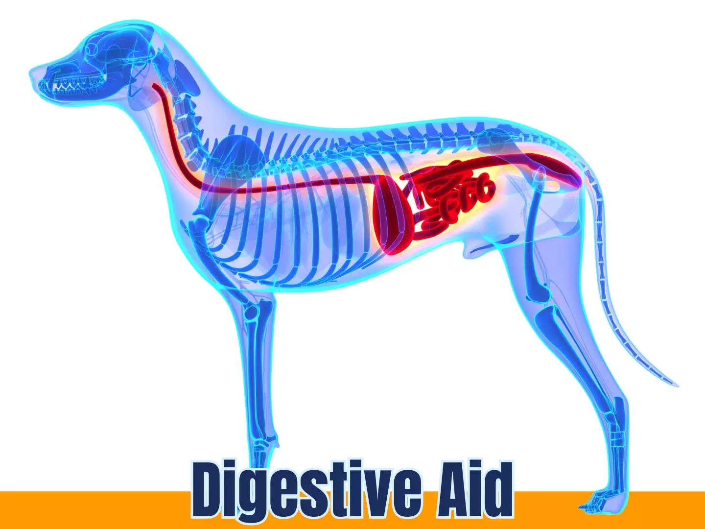 Selvita Canine Digestive Aid