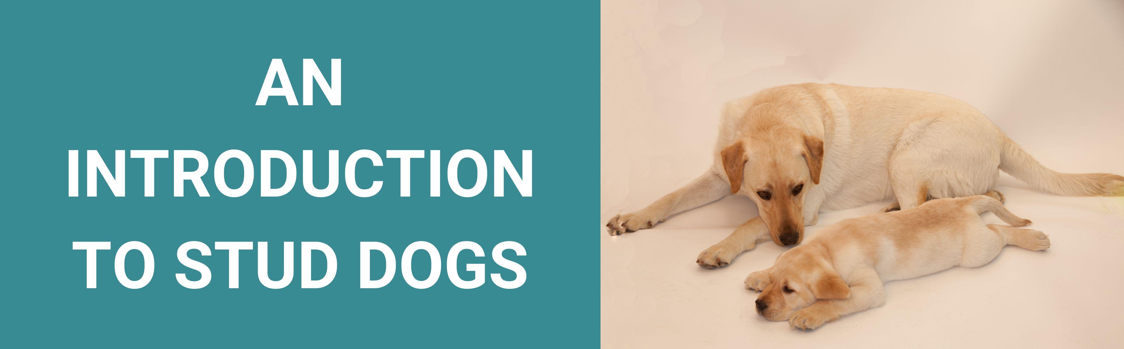 An Introduction to Stud Dogs Potty Buddy™