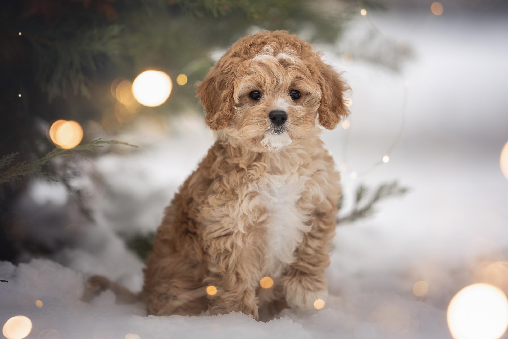 Cavapoo dog
