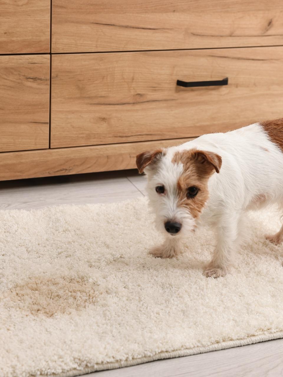 Cute dog near wet spot on rug indoors