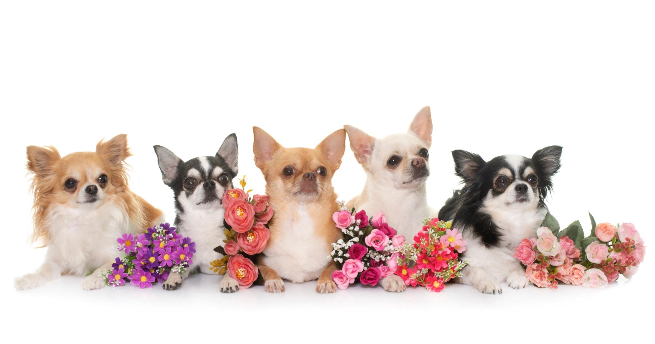 Small Female Dogs