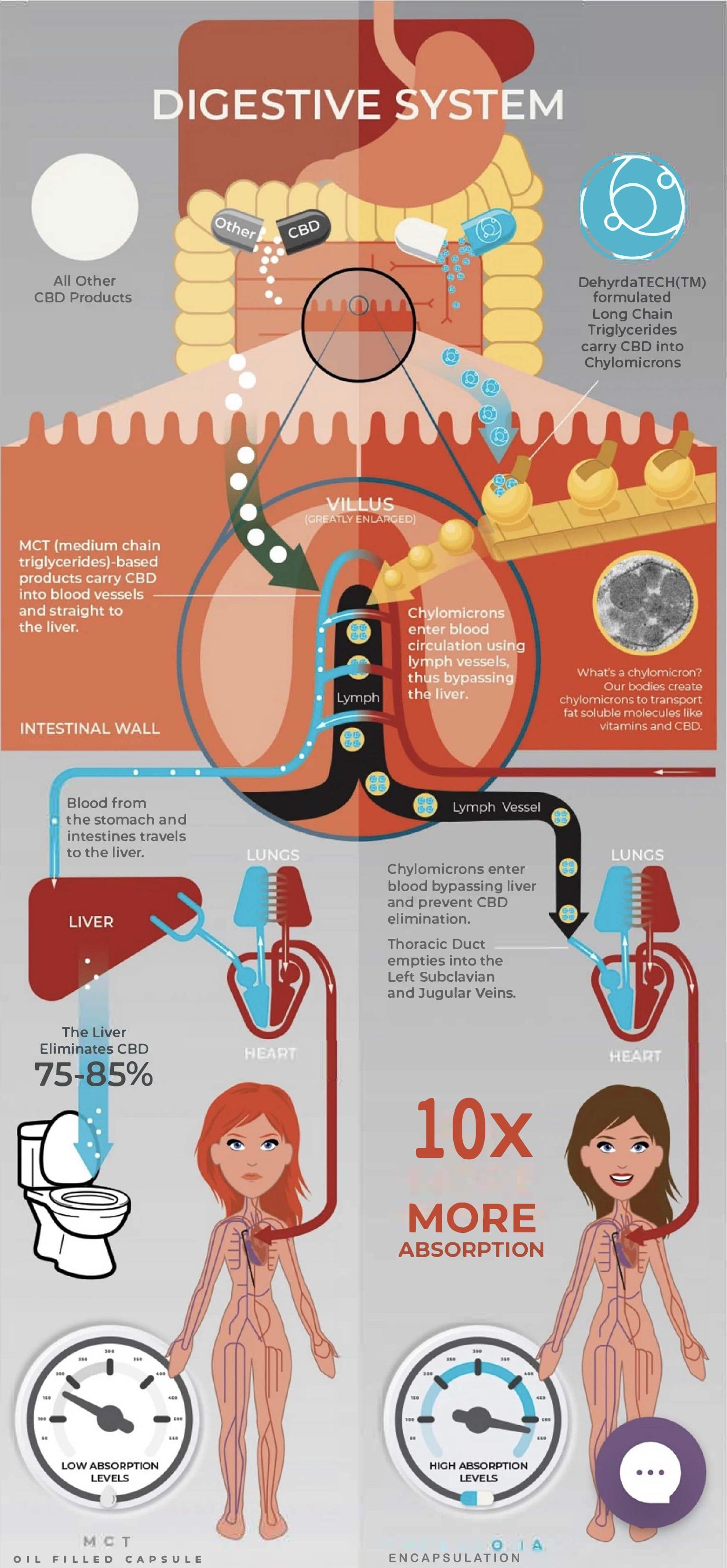 New World Wellness Digestive System Infographic