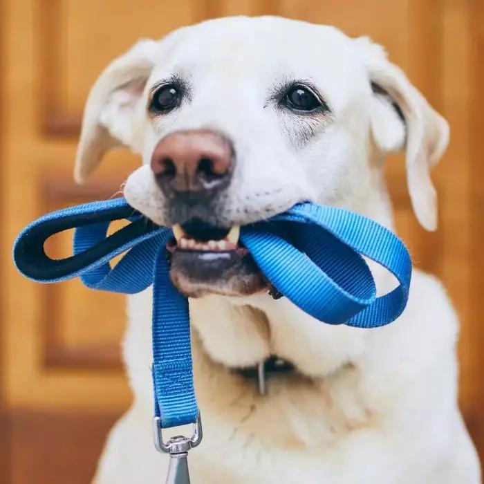 Dog with a blue leash in its mouth