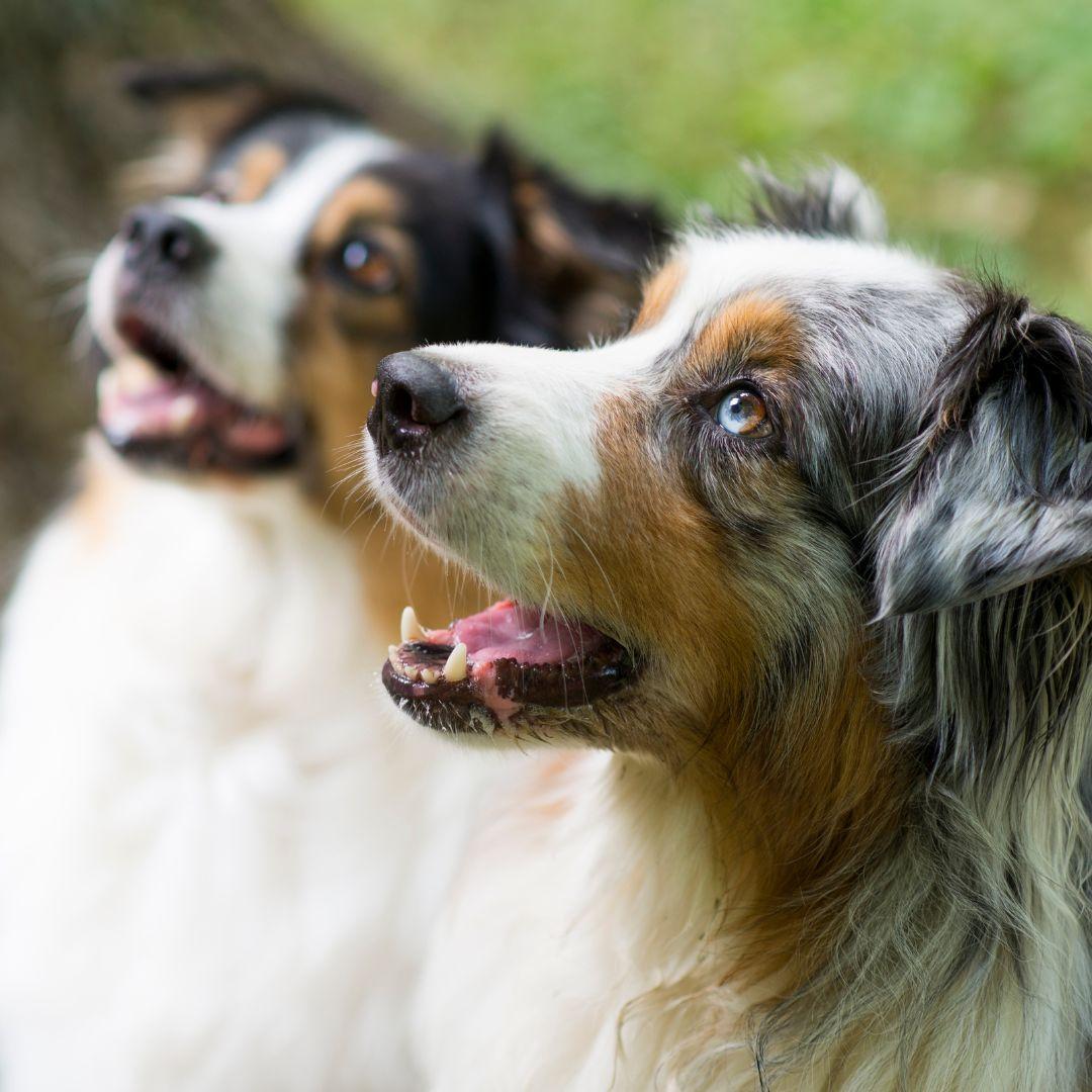 Australian shepherds waiting for treat