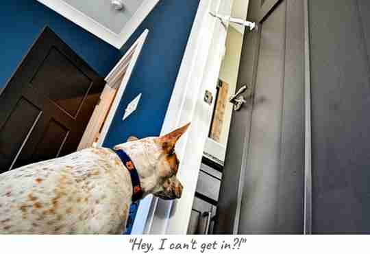 dog eats cat litter