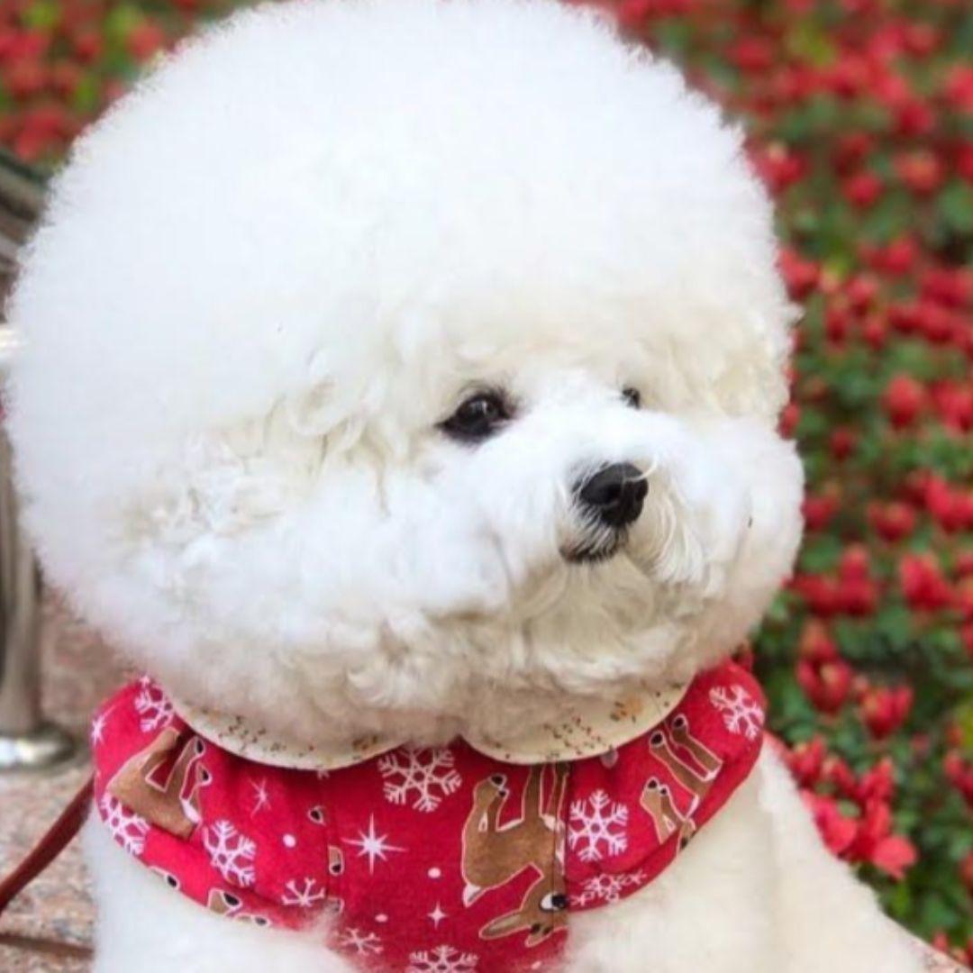 bichon frise puppy outdoor