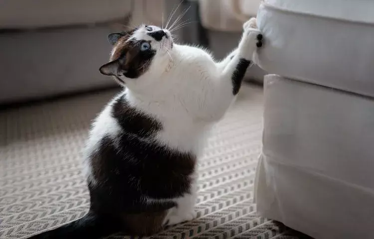 how to stop a cat from scratching furniture