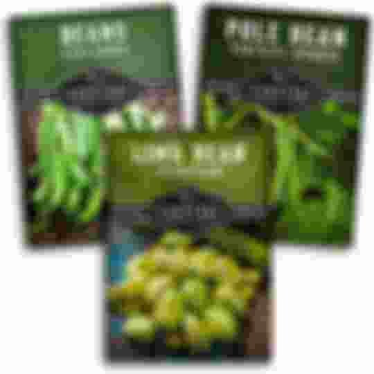 3 packets of heirloom bean seeds