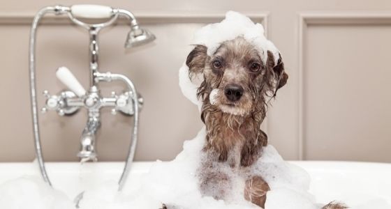 A dog taking a bath with foam on its head