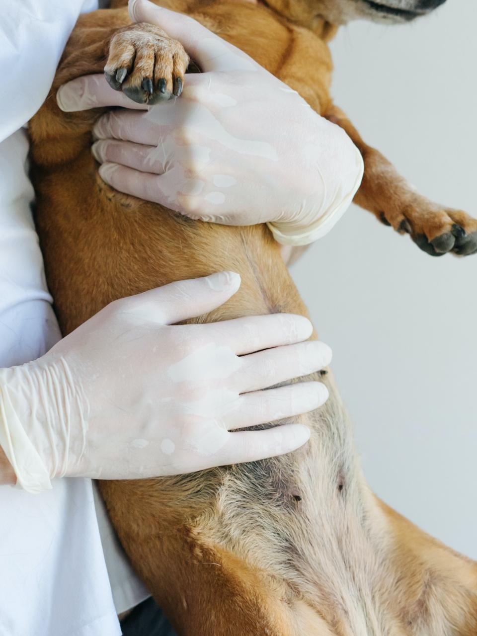 Samoyed puppy dog sleeping belly expose