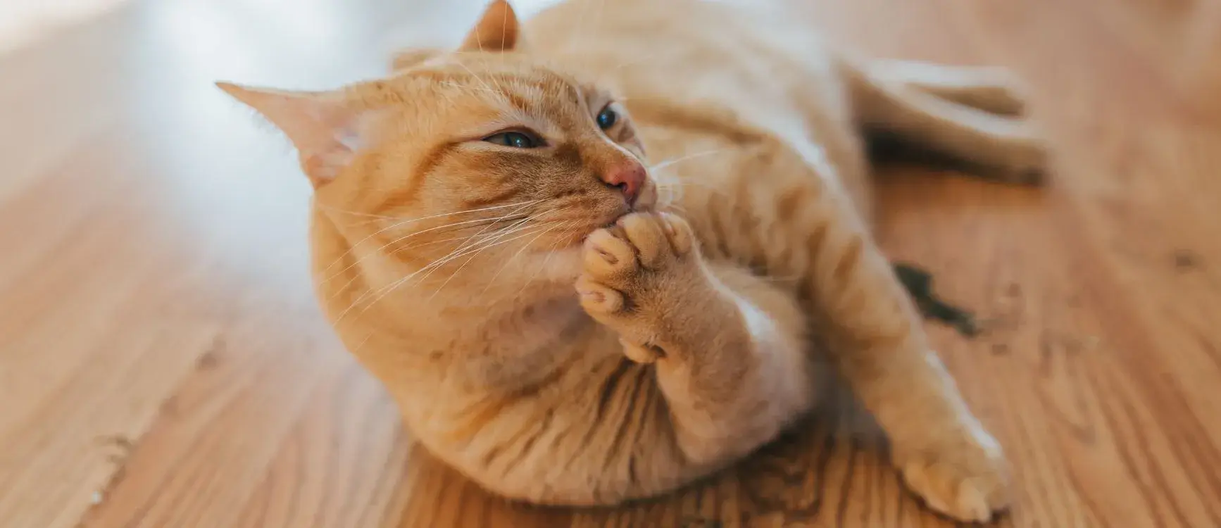 close-up of an orange cat licking catnip on the floor