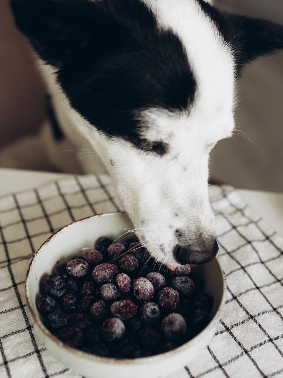 black and white dog trying blueberries from a bowl
