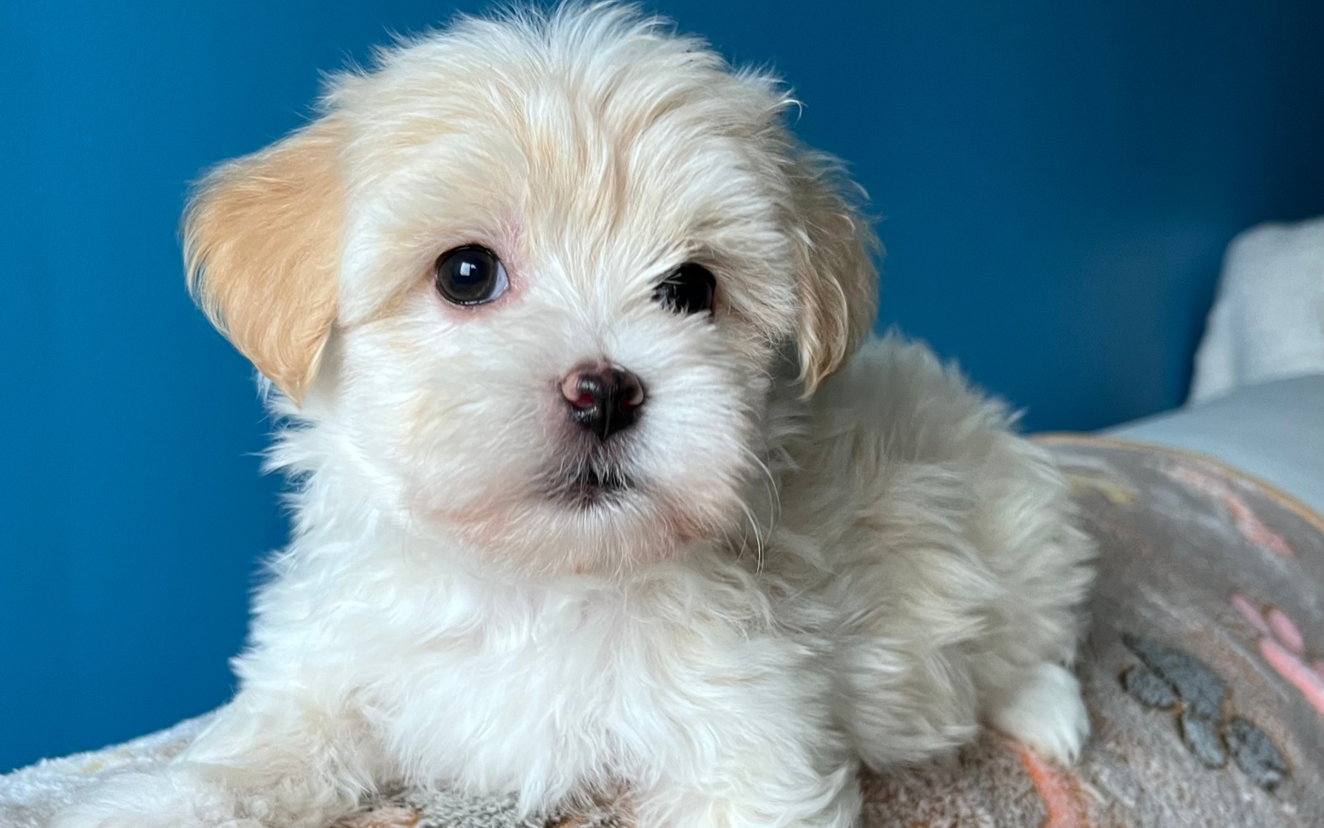 White Havanese puppy