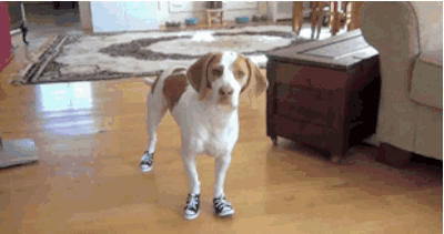 Do dogs need to wear shoes in the winter