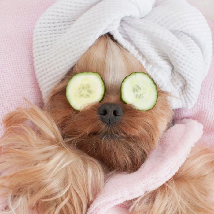 Pampered pooch with cucumbers on eyes