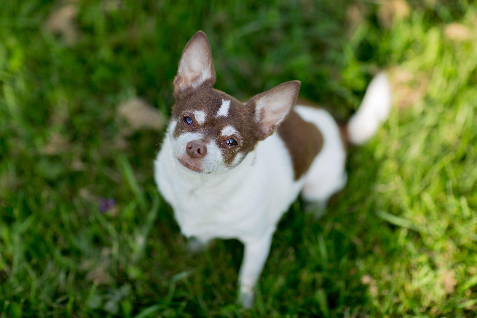 Chihuahua outdoors