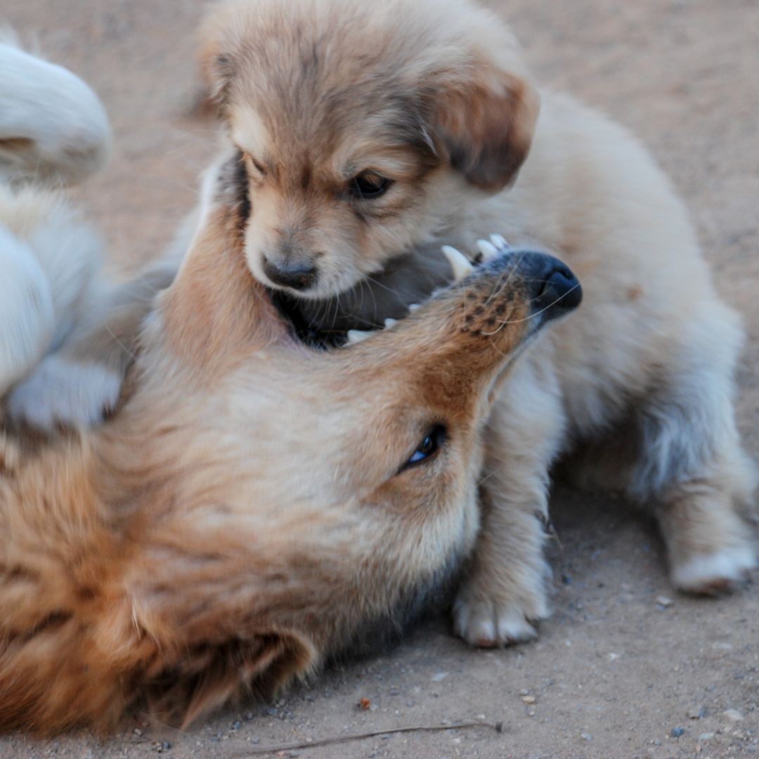 Two puppies bite playing