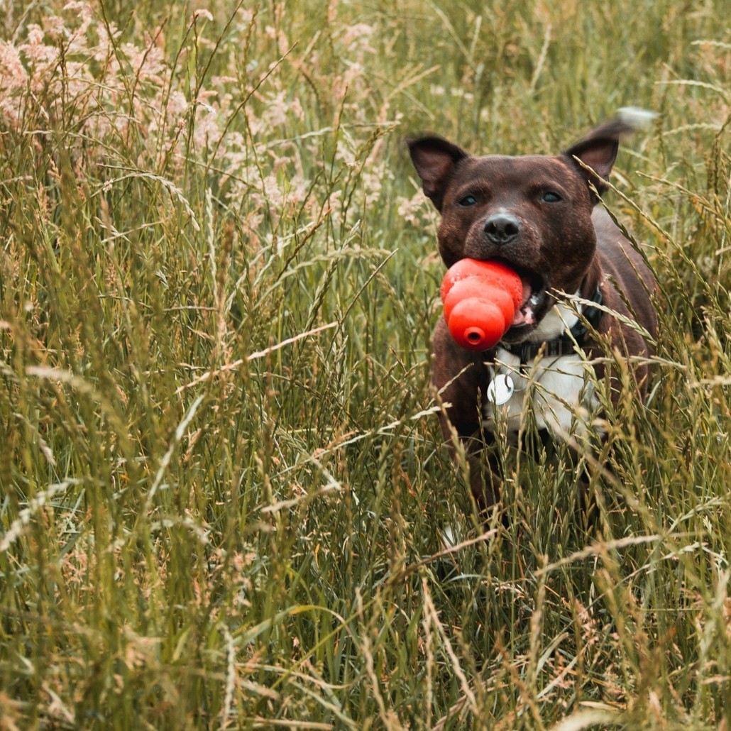 Dog on grass carrying a toy by its mouth