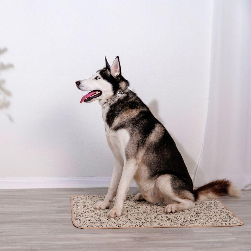 How to Train an Older Dog to Use Pee Pads Potty Buddy Potty Buddy™