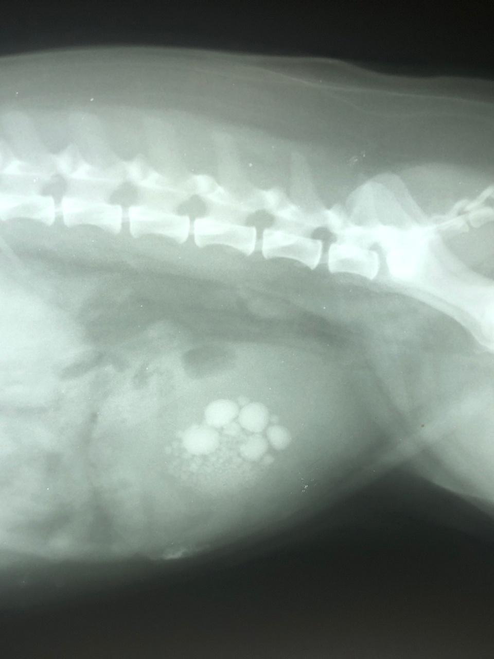 Closed up to the x ray film of dog with stone in urine bladder.