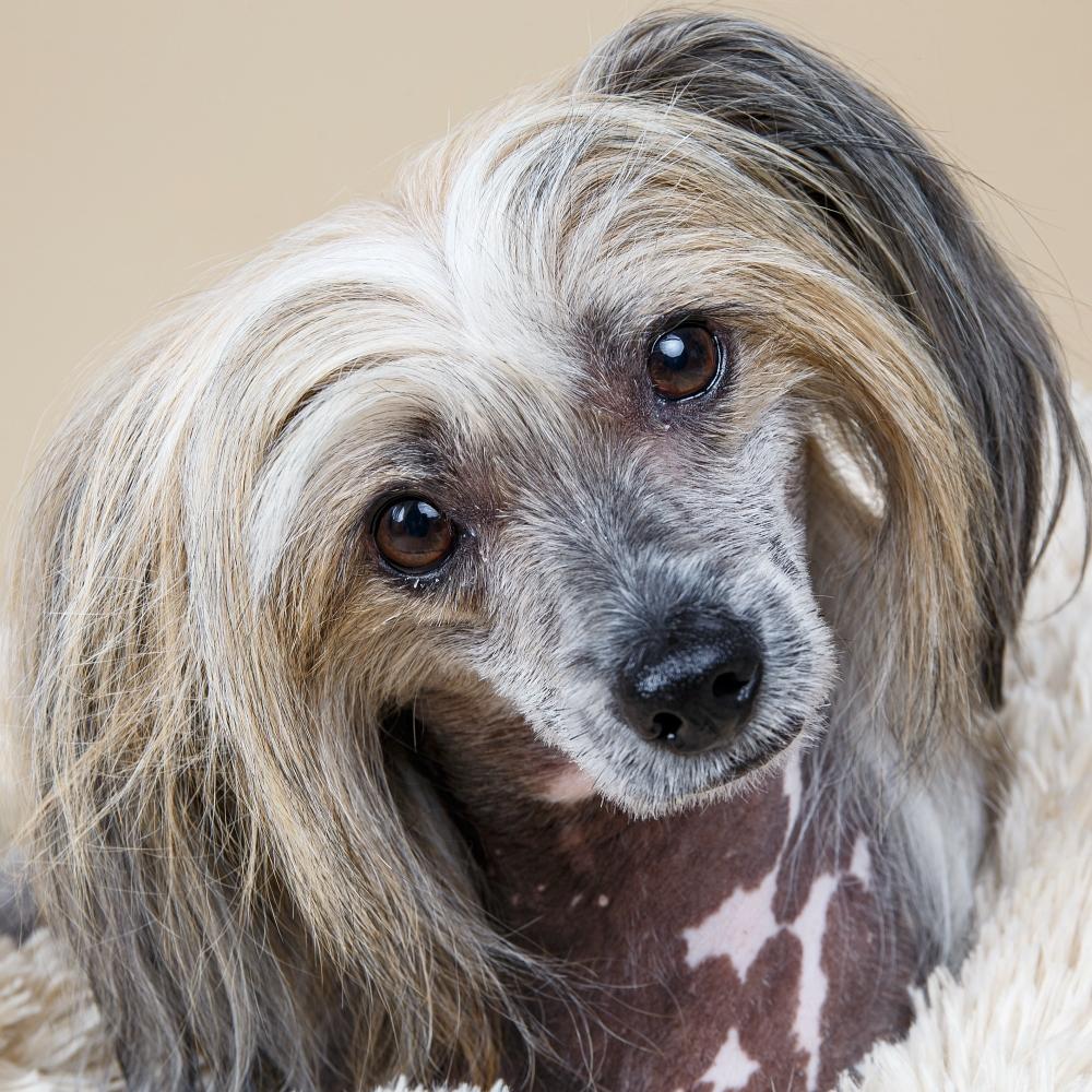 Close up of Cute purebred Chinese crested dog looking at camera while resting on fluffy dog bed at home