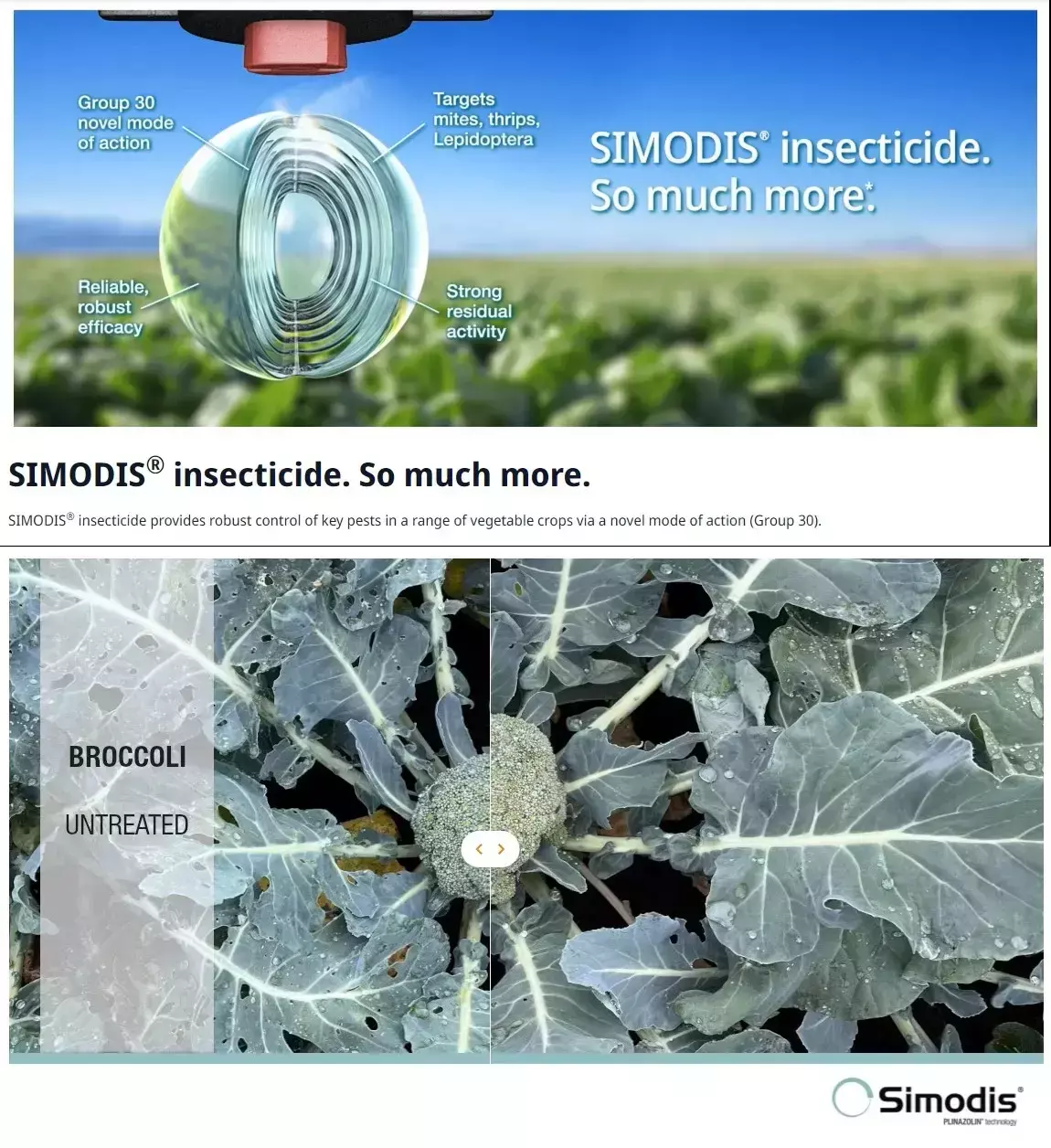 Comparison showing broccoli leaves untreated versus treated with Simodis insecticide, highlighting pest damage control.