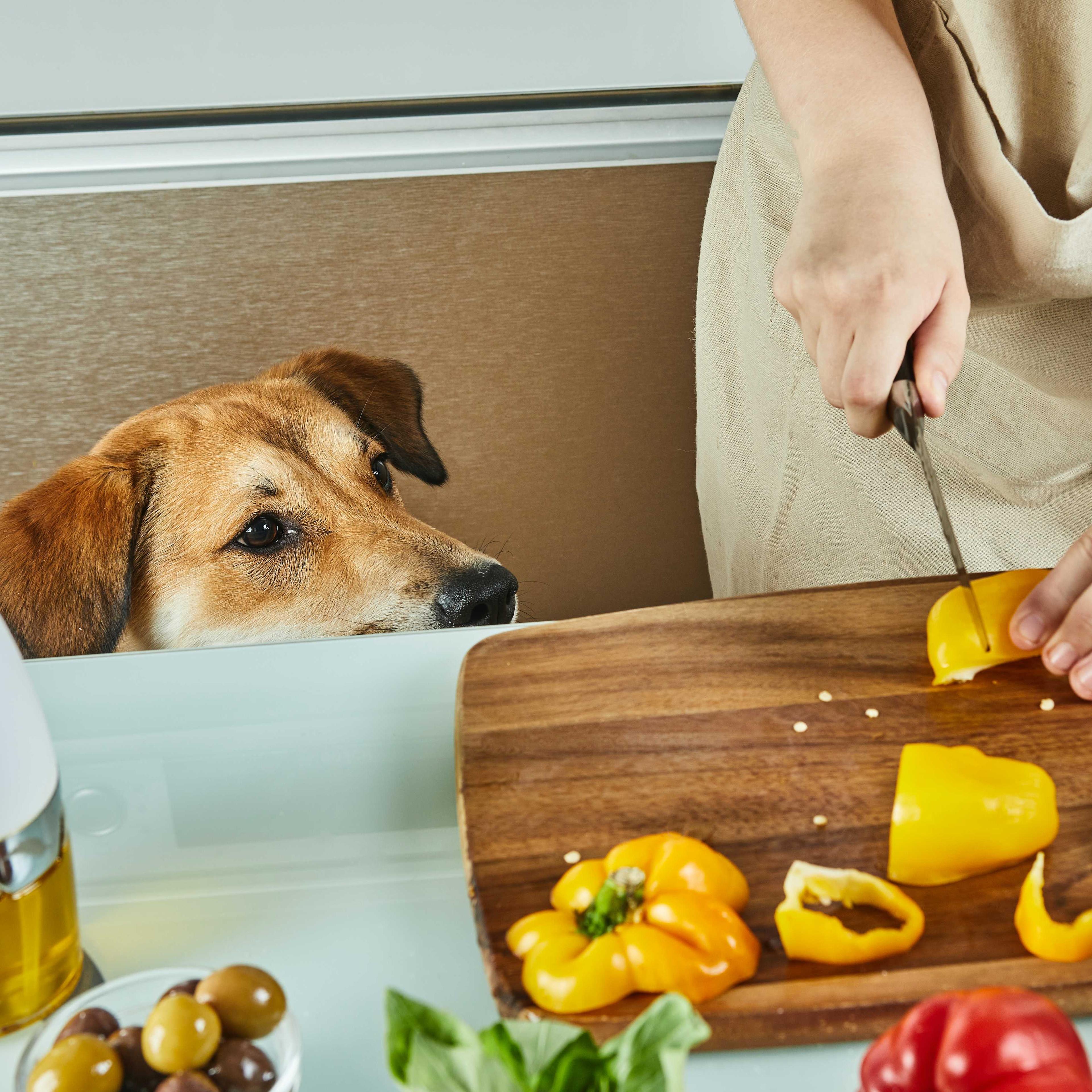 Dog watching his human while preparing healthy meal in the kitchen