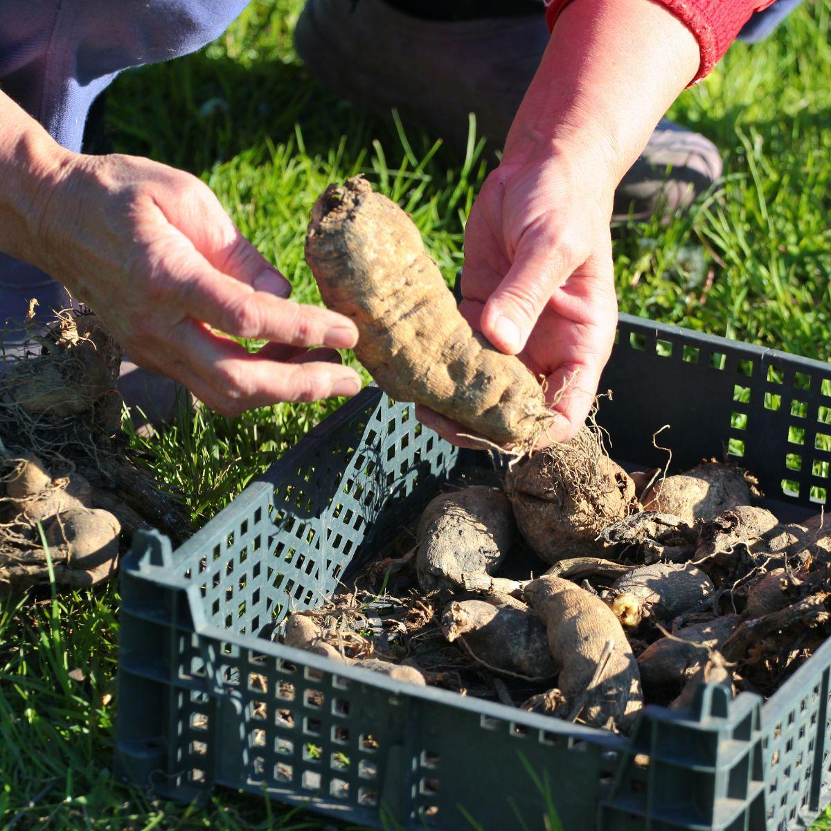 Dahlia Tubers Sorted