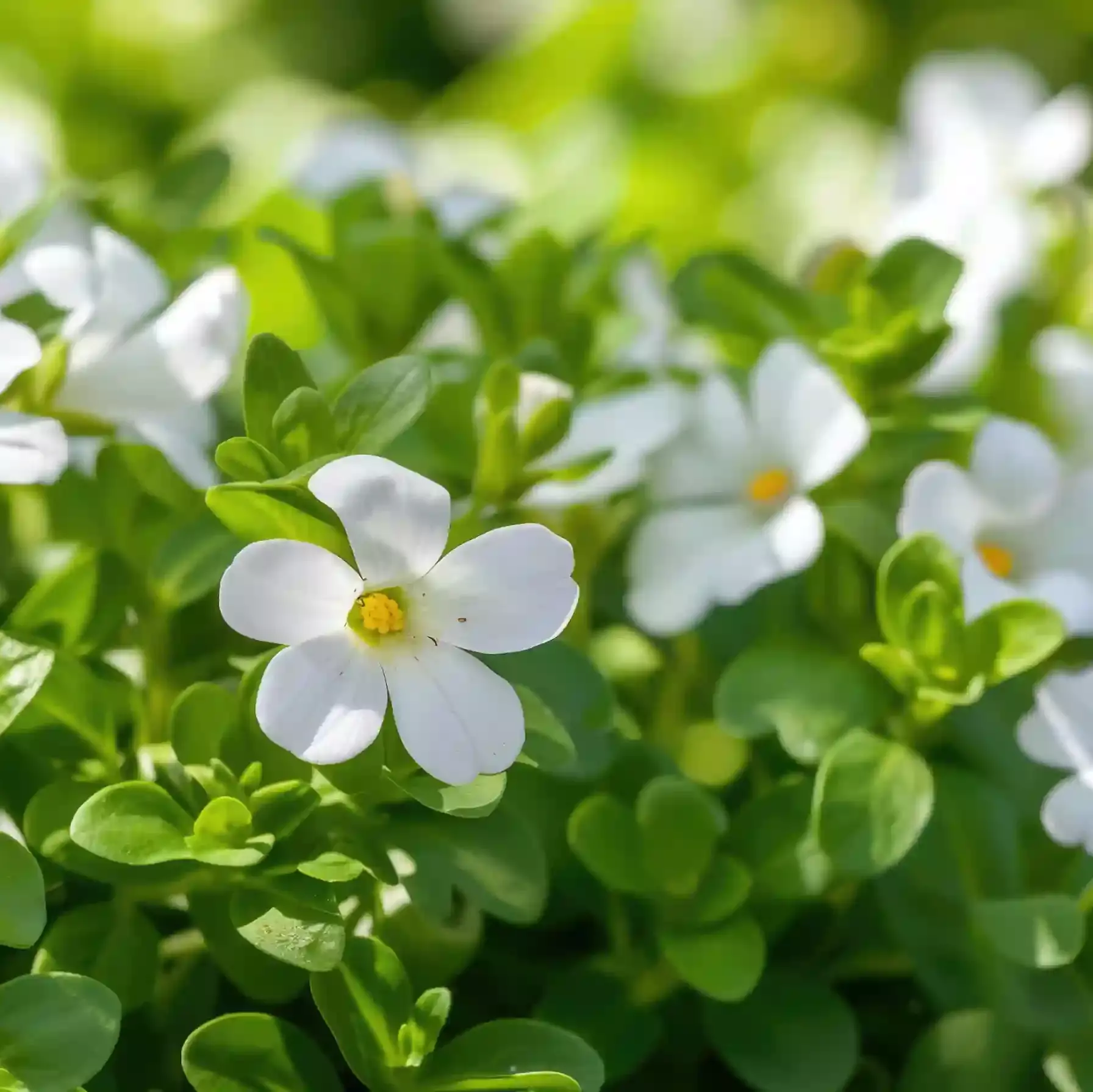 Brahmi (Bacopa monneiri)