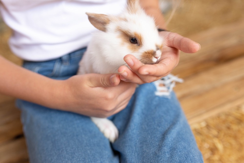 person holding rabbit in their hand