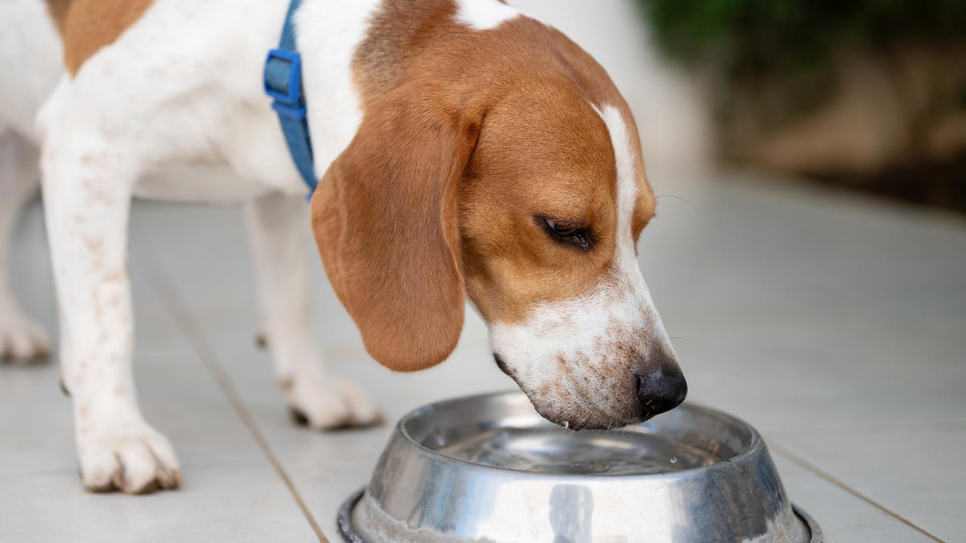 Beagle dog drink fresh water close up view outside of house